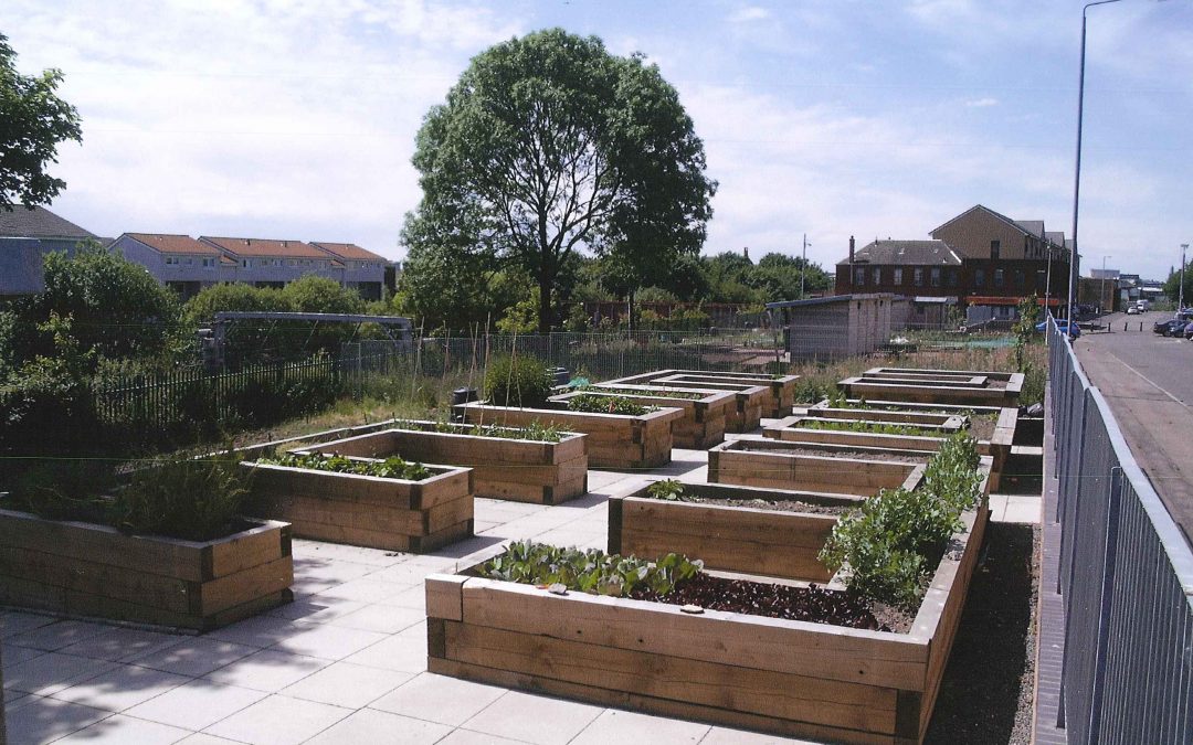 Urban Allotments | Glasgow